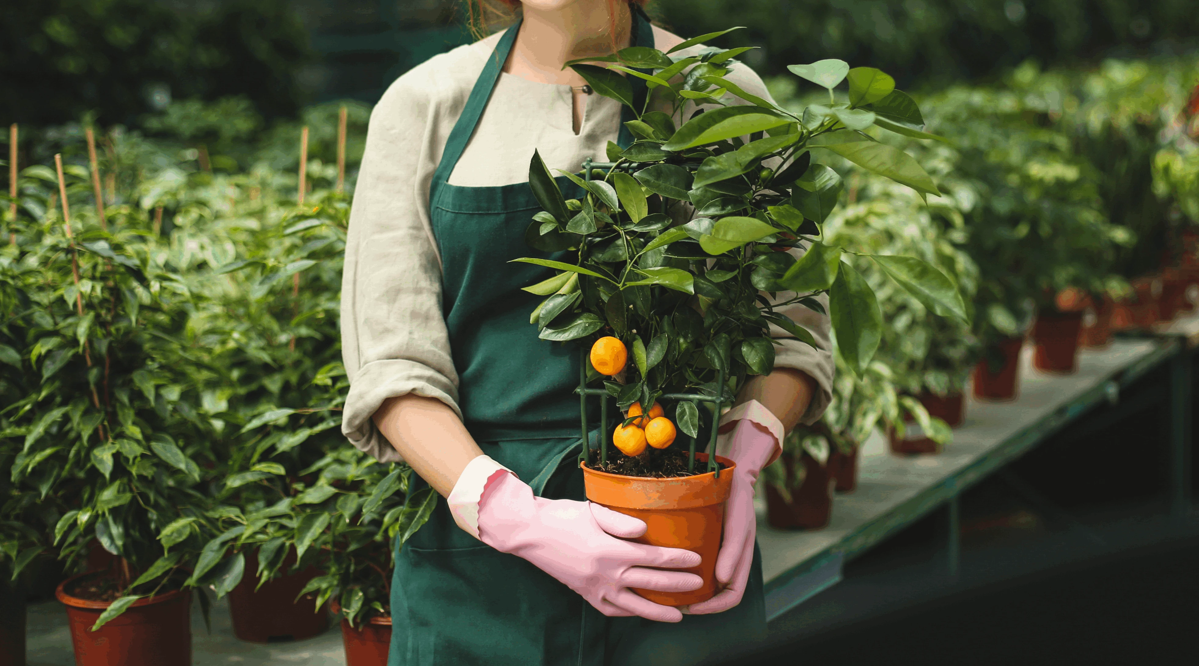 Viplant project challenges